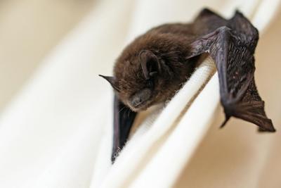 A bat hangs onto curtains in a home.