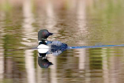 Two lead-poisoned loons found in New Hampshire