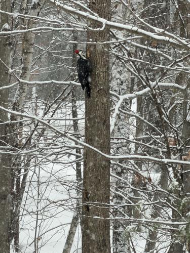 Reader Pics: Dec. 21