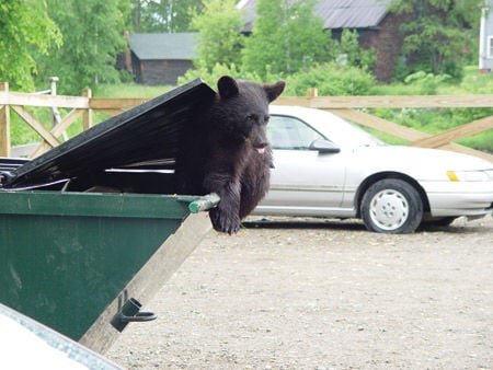 Discover the Largest Bear Ever Caught in Oregon - AZ Animals