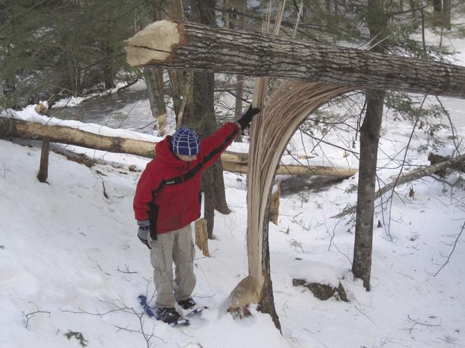 06-05 OUTDOORS Felled Red Oak Tree.jpg