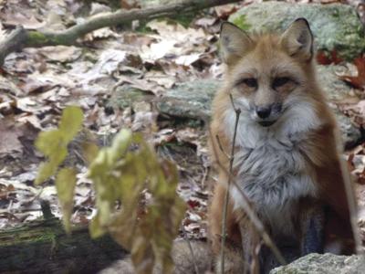 Squam center red fox