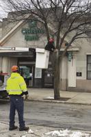 Trees leaving Main Street – Roadside plantings, now 30 years old, grew too large