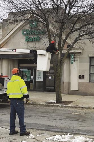 Main Street Tree new