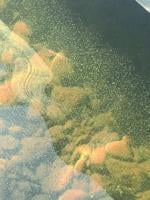 Tiny dots, big questions: Understanding 'gloeo' in the water of the Lakes Region