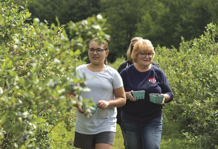 Picking blueberries