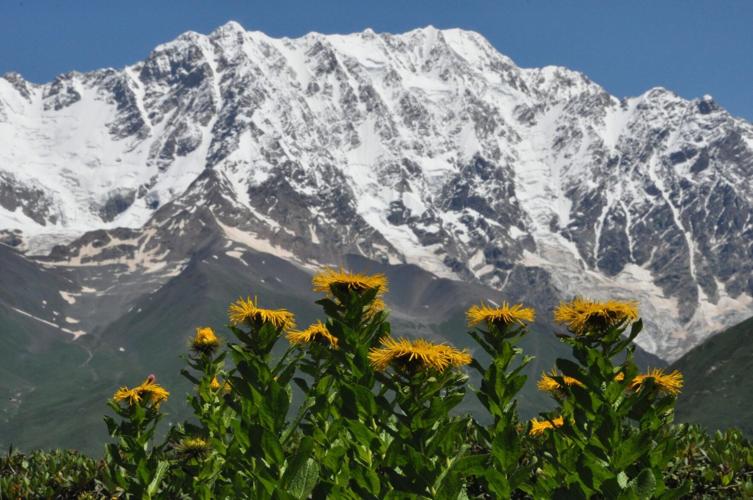 Alpine plants dying off despite mountain summits getting greener, reveals study