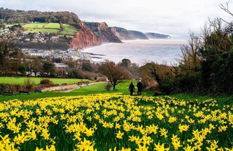 100,000 daffodils planted as part of £2m gift from Canadian banker are in bloom