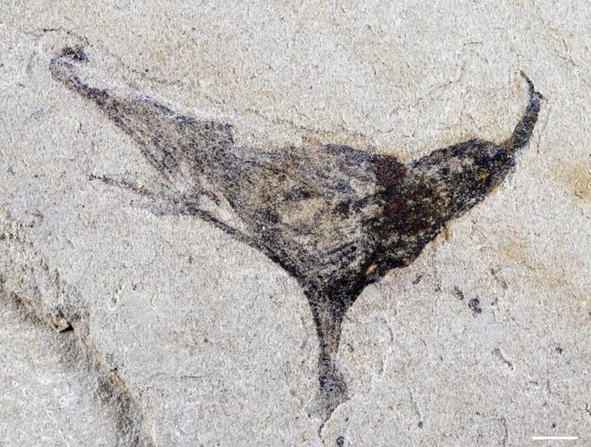 New fossil “treasure trove” pushes back origins of animals four million years