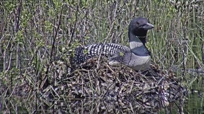 Loon cam