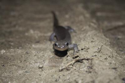 salamander walk