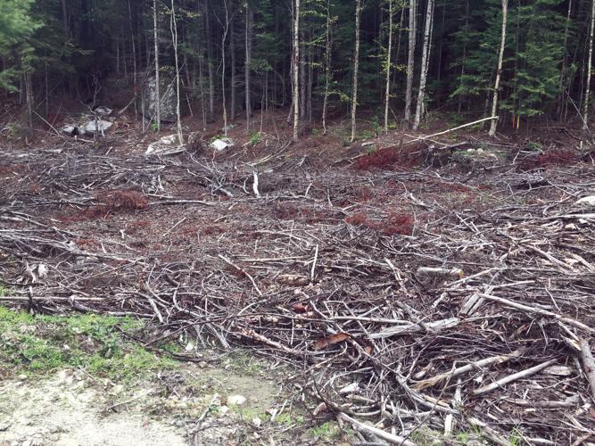 05-11 BIOMASS Forest