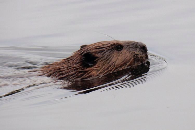 06-05 OUTDOORS Beaver.jpg