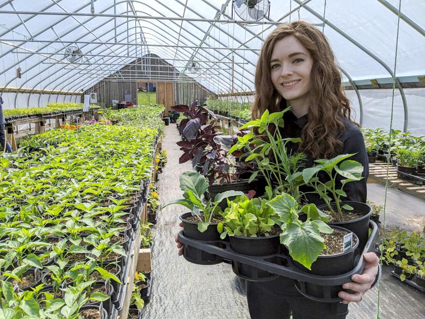 Return of the victory garden