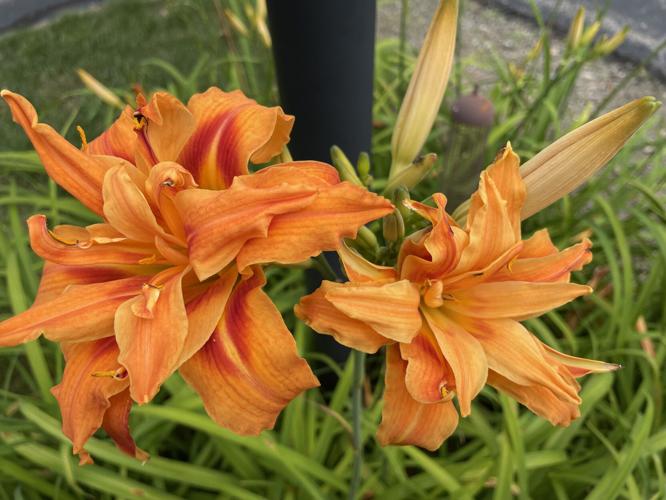 Reader Pics: July 27