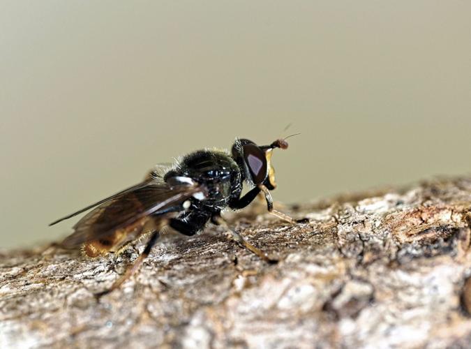 SWNS_RARE_FLIES_005_142806