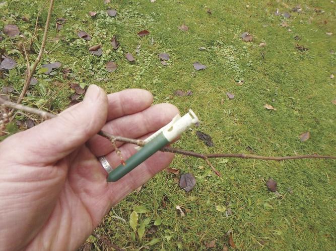 Garlic clips work well for me to deter deer