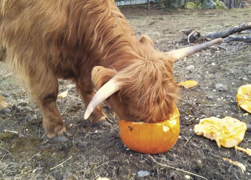 Maybe my cow ate your centerpiece!