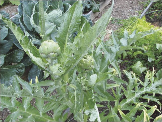 Artichoke