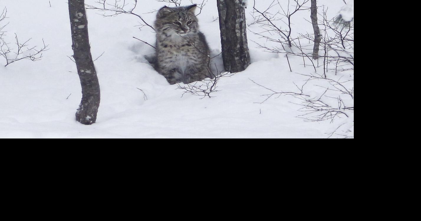 NJ bobcat population rising, and we're hitting more with our cars