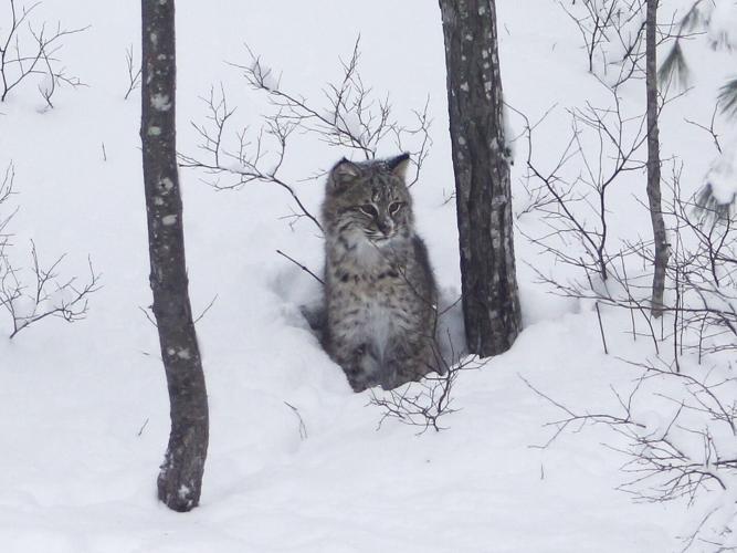 Bobcats in New Jersey: Types & Where They Live - AZ Animals