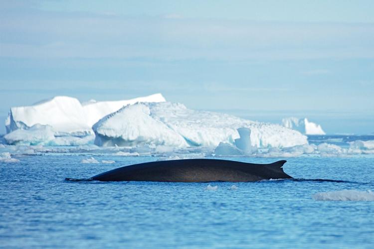 Whales drawn to “feeding frenzies” within Arctic Circle by warming waters