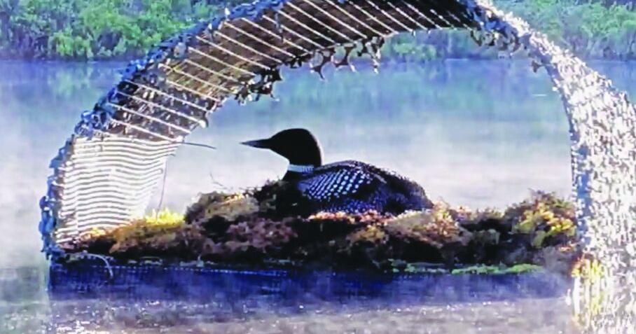 Loon Cam streaming live from New Hampshire’s Lakes Region