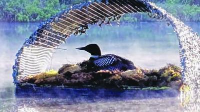 loon cam