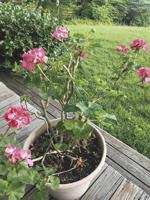 The simple pleasures of summer