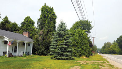 Bittersweet - The vine that is taking over NH’s landscape