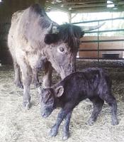 Reviving a heat-stricken calf