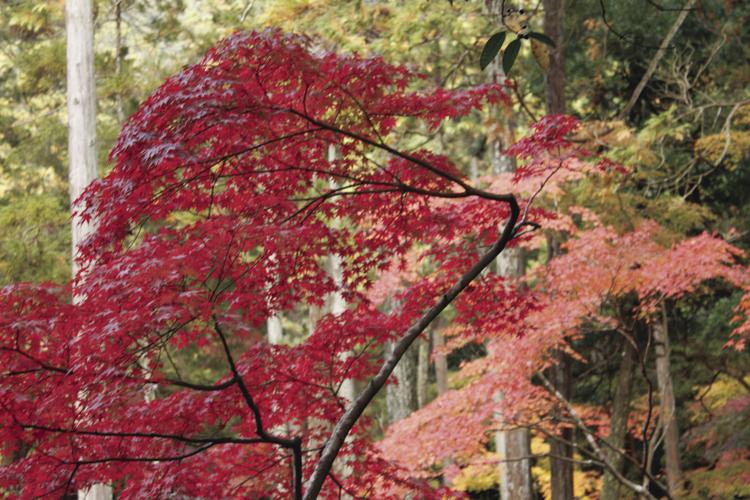 10-02 LS elizabeth_MG_9438.jpg