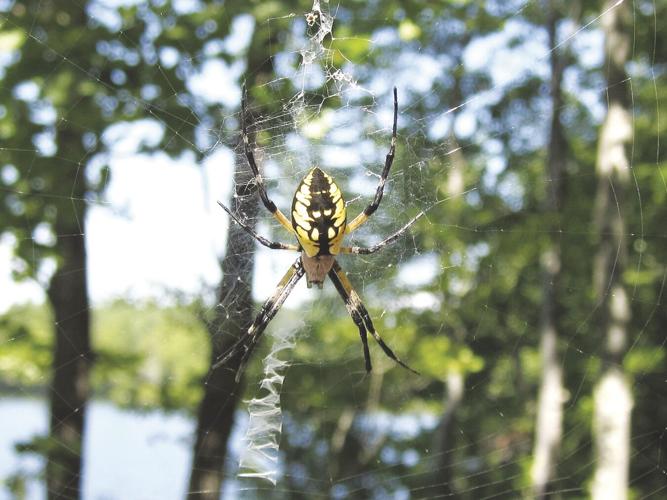 Beneficial spiders, Outdoors