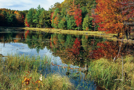 Outstanding in their ... forest