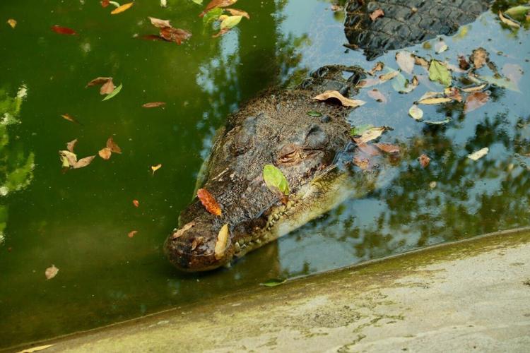 pexels-tuan-vy-903011268-29564087