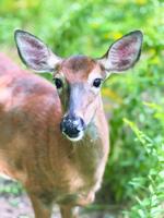 Squam Lake Science Center unveils new business membership program