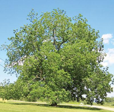 Prescott Farm’s black walnut added to state’s list of big trees