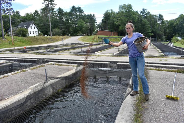 08-31 Phosphorous Mikala