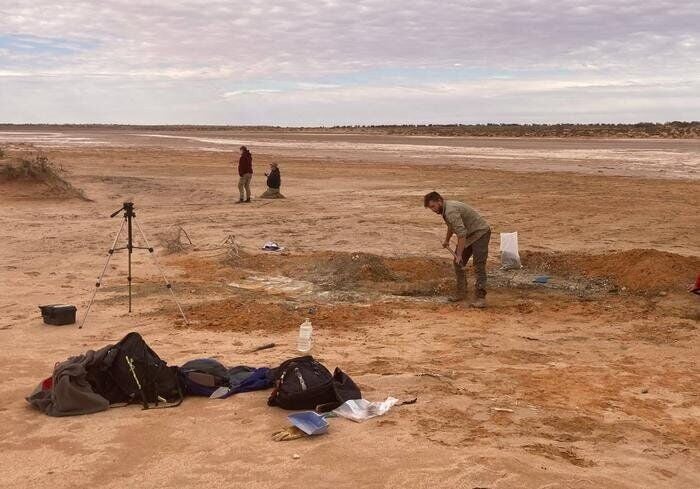 Platypuses swam with dolphins 25 million years ago, reveals “exciting” fossil find