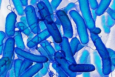 _E. coli_ uses memories of the past to inform its present behavior.