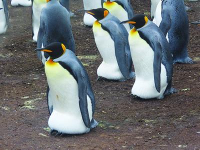 Audubon announces Cape Horn program by Becky Suomala in Moultonborough