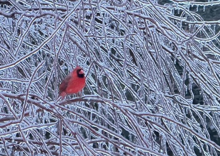 Reader Pics: Dec. 31