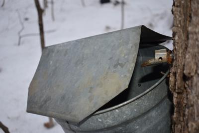Sap bucket