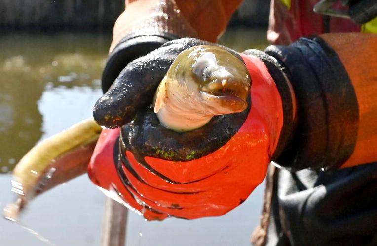 Hundreds of fish rescued three months after dramatic breach of Whitchurch canal