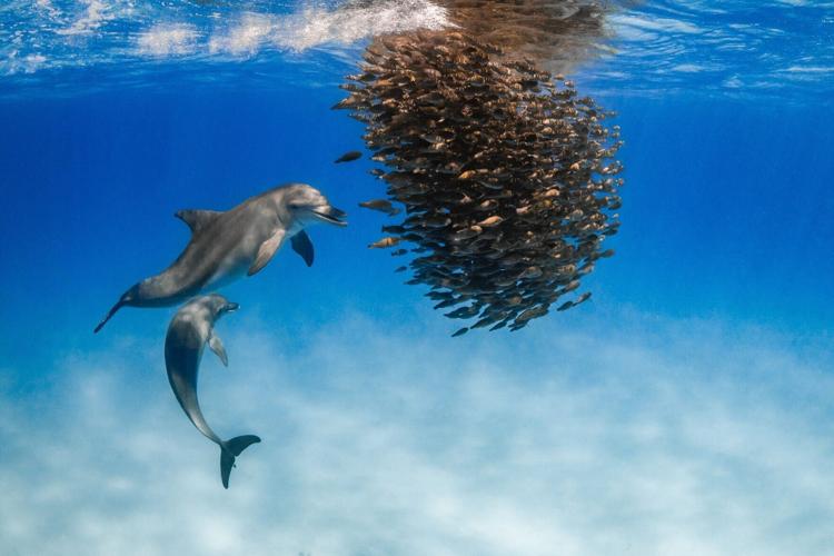 Winners of the Underwater Awards Australasia photo contest announced