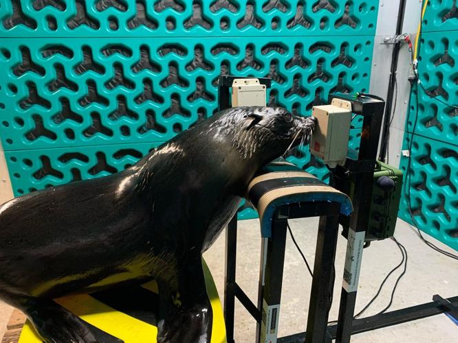 Seals and sea lions take hearing tests to study how human noise bothers them