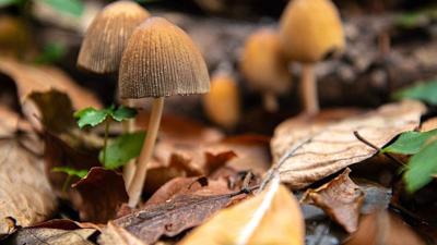 For better therapy, just add mushrooms