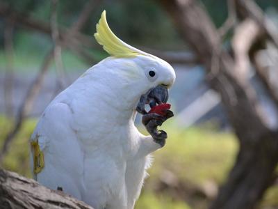 wildparrot_featured