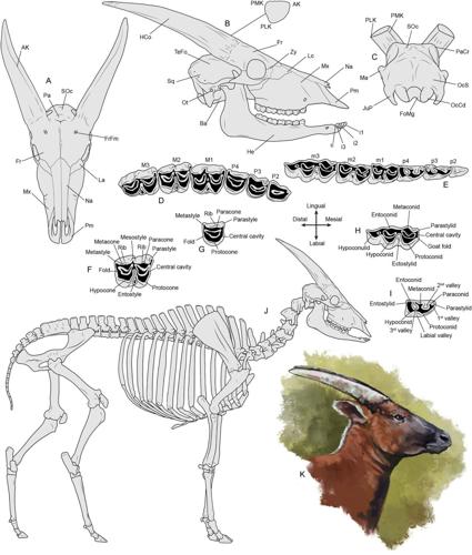 Ancestors of today’s cattle roamed grasslands of Europe four million years ago