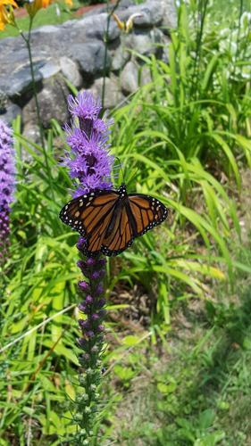 Reader Pics: July 30